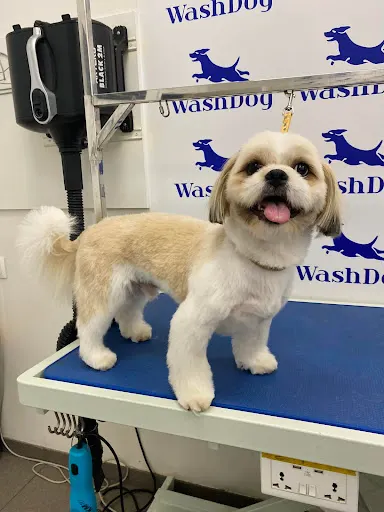 Wash Dog Gdynia - fryzjer Twojego psa